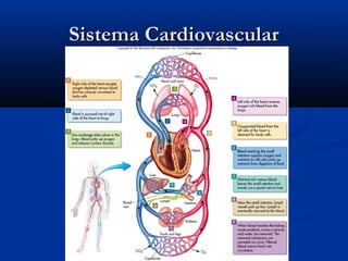 Sistema CardiovascularSistema Cardiovascular
 