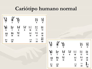 Cariótipo humano normal
 