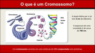 O que é um Cromossomo?
Um cromossomo consiste em uma molécula de DNA empacotada com proteínas.
A dupla-hélice por si só
tem 2 nm de diâmetro.
A espessura de uma
cromátide é de cerca
de 700 nm.
 