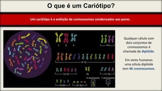 O que é um Cariótipo?
Um cariótipo é a exibição de cromossomos condensados aos pares.
Qualquer célula com
dois conjuntos de
cromossomos é
chamada de diplóide.
Em seres humanos
uma célula diplóide
tem 46 cromossomos.
 