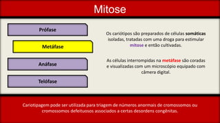 Mitose
As células interrompidas na metáfase são coradas
e visualizadas com um microscópio equipado com
câmera digital.
Cariotipagem pode ser utilizada para triagem de números anormais de cromossomos ou
cromossomos defeituosos associados a certas desordens congênitas.
Prófase
Metáfase
Anáfase
Telófase
Os cariótipos são preparados de células somáticas
isoladas, tratadas com uma droga para estimular
mitose e então cultivadas.
 