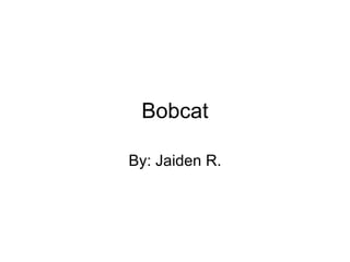 Bobcat By: Jaiden R. 