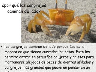 los cangrejos caminan de lado porque ésa es la manera en que tienen curvadas las patas. Esto les permite entrar en pequeños agujeros y grietas para mantenerse alejados de peces de dientes afilados y cangrejos más grandes que pudieran pensar en un sabroso menú de cangrejo.  ¿por qué los cangrejos caminan de lado? 
