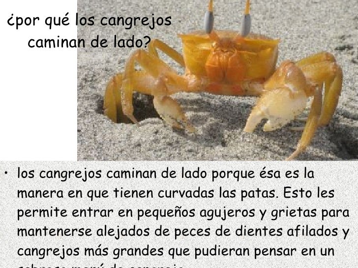 Porque Los Cangrejos Caminan De Lado