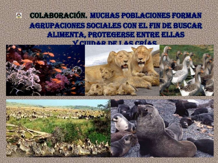 Qual Dos Seguintes Grupos Inclui Organismos Mais Relacionados Entre Si
