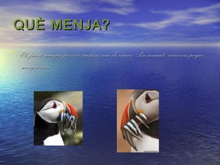 QUÈ MENJA?
• Els frarets mengen peixos i crustasis com els crancs. Són animals carnivors perque
mengen carn.

 