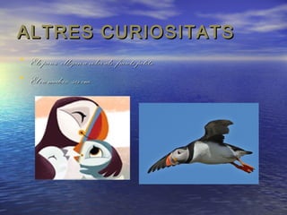 ALTRES CURIOSITATS
• Els pares obligan a volar als frarets petits.
• El ou medeix sis cm.

 