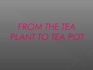 FROM THE TEA
PLANT TO TEA POT
 