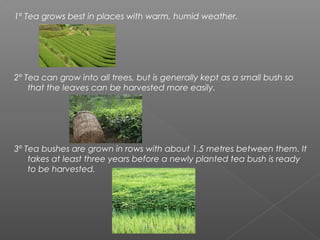1º Tea grows best in places with warm, humid weather.
2º Tea can grow into all trees, but is generally kept as a small bush so
that the leaves can be harvested more easily.
3º Tea bushes are grown in rows with about 1.5 metres between them. It
takes at least three years before a newly planted tea bush is ready
to be harvested.
 