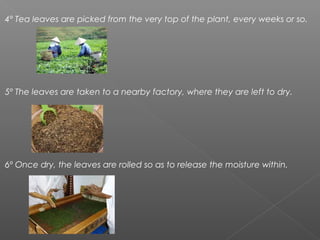 4º Tea leaves are picked from the very top of the plant, every weeks or so.
5º The leaves are taken to a nearby factory, where they are left to dry.
6º Once dry, the leaves are rolled so as to release the moisture within.
 