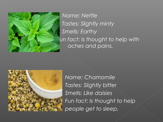 Name: Nettle
Tastes: Slightly minty
Smells: Earthy
Fun fact: Is thought to help with
aches and pains.
Name: Chamomile
Tastes: Slightly bitter
Smells: Like daisies
Fun fact: Is thought to help
people get to sleep.
 
