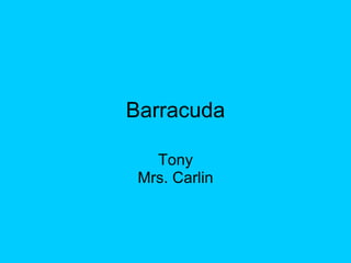 Barracuda Tony Mrs. Carlin 