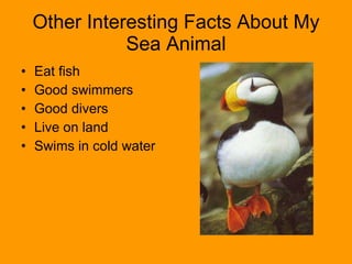 Other Interesting Facts About My Sea Animal Eat fish Good swimmers Good divers Live on land Swims in cold water 