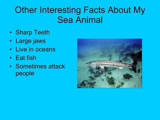 Other Interesting Facts About My Sea Animal Sharp Teeth Large jaws Live in oceans Eat fish Sometimes attack people 
