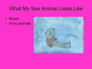 What My Sea Animal Looks Like Brown Furry animals 