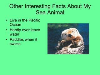 Other Interesting Facts About My Sea Animal Live in the Pacific Ocean  Hardly ever leave  water Paddles when it swims  