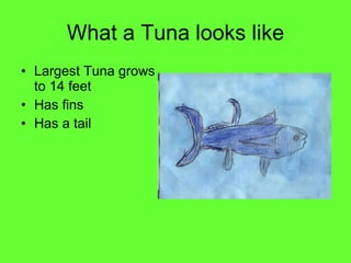 What a Tuna looks like Largest Tuna grows to 14 feet Has fins Has a tail 