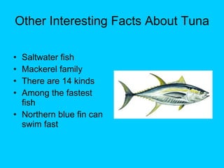 Other Interesting Facts About Tuna Saltwater fish Mackerel family  There are 14 kinds Among the fastest fish Northern blue fin can swim fast 