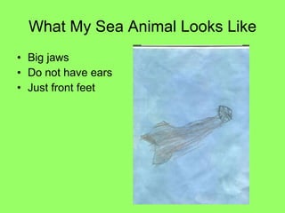 What My Sea Animal Looks Like Big jaws Do not have ears Just front feet  