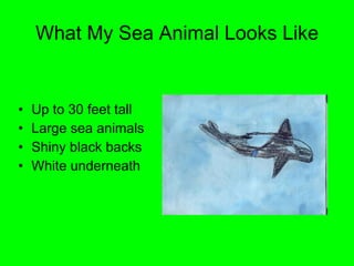 What My Sea Animal Looks Like Up to 30 feet tall Large sea animals Shiny black backs White underneath 