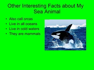 Other Interesting Facts about My  Sea Animal Also call orcas Live in all oceans Live in cold waters They are mammals 