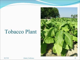 Tobacco Plant 09/27/09 Atlantic Conference 