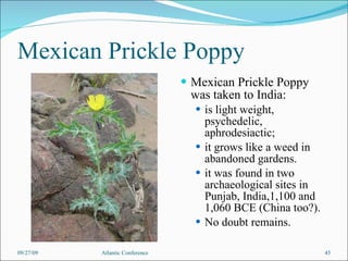 Mexican Prickle Poppy Mexican Prickle Poppy was taken to India: is light weight, psychedelic, aphrodesiactic; it grows like a weed in abandoned gardens. it was found in two archaeological sites in Punjab, India,1,100 and 1,060 BCE (China too?).  No doubt remains. 09/27/09 Atlantic Conference 