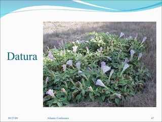 Datura 09/27/09 Atlantic Conference 