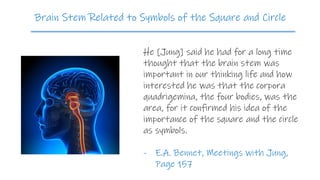 He [Jung] said he had for a long time
thought that the brain stem was
important in our thinking life and how
interested he was that the corpora
quadrigemina, the four bodies, was the
area, for it confirmed his idea of the
importance of the square and the circle
as symbols.
- E.A. Bennet, Meetings with Jung,
Page 157
Brain Stem Related to Symbols of the Square and Circle
 