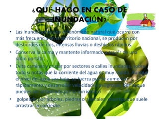 ¿QUÉ HAGO EN CASO DE
INUNDACIÓN?
• Las inundaciones son el fenómeno natural que ocurre con
más frecuencia en el territorio nacional, se producen por
desbordes de ríos, intensas lluvias o deshielos rápidos.
• Conserva la calma y mantente informado a través de una
radio portátil.
• Evita caminar y cruzar por sectores o calles inundadas, sobre
todo si notas que la corriente del agua es muy rápida. Aunque
el nivel del agua sea bajo, su fuerza puede aumentar
rápidamente y desarrollar velocidades peligrosas, por lo que
puedes ser arrastrado por la corriente o
• golpeado por árboles, piedras o animales muertos que suele
arrastrar la corriente.
 