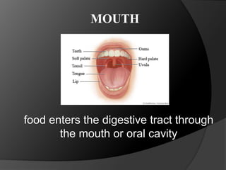 MOUTH
food enters the digestive tract through
the mouth or oral cavity
 