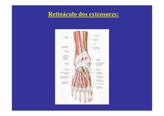 Retináculo dos extensores:
 