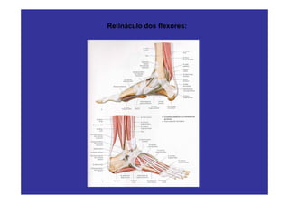 Retináculo dos flexores:
 