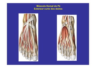 Músculo Dorsal do Pé
Extensor curto dos dedos:
 