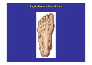 Região Plantar – Fáscia Plantar:
 