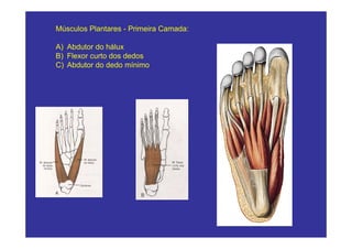 Músculos Plantares - Primeira Camada:

A) Abdutor do hálux
B) Flexor curto dos dedos
C) Abdutor do dedo mínimo
 