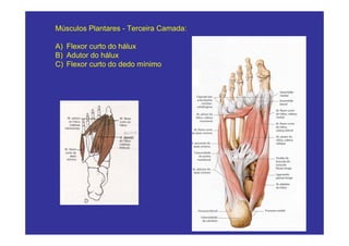 Músculos Plantares - Terceira Camada:

A) Flexor curto do hálux
B) Adutor do hálux
C) Flexor curto do dedo mínimo
 