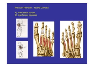 Músculos Plantares - Quarta Camada:

A) Interósseos dorsais
B) Interósseos plantares
 