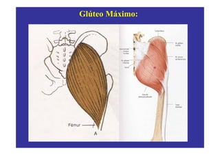 Glúteo Máximo:
 