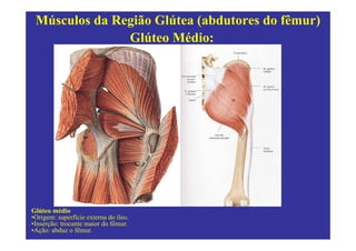 Músculos da Região Glútea (abdutores do fêmur)
               Glúteo Médio:




Glúteo médio
•Origem: superfície externa do íleo.
•Inserção: trocante maior do fêmur.
•Ação: abduz o fêmur.
 
