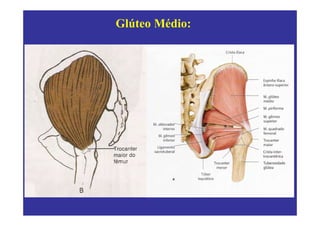 Glúteo Médio:
 