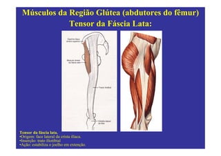 Músculos da Região Glútea (abdutores do fêmur)
             Tensor da Fáscia Lata:




Tensor da fáscia lata.
•Origem: face lateral da crista ilíaca.
•Inserção: trato íliotibial
•Ação: estabiliza o joelho em extenção.
 