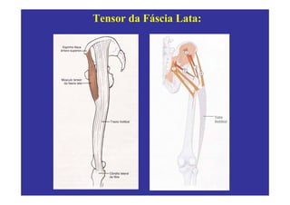 Tensor da Fáscia Lata:
 