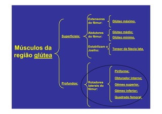 Extensores
                                do fêmur:       Glúteo máximo.


                                Abdutores       Glúteo médio;
                Superficiais:   do fêmur:       Glúteo mínimo.


Músculos da                     Estabilizam o
                                Joelho:         Tensor da fáscia lata.

região glútea

                                                 Piriforme;

                                                 Obturador interno;
                Profundos:      Rotadores
                                laterais do      Gêmeo superior.
                                fêmur:
                                                 Gêmeo inferior;

                                                 Quadrado femoral.
 