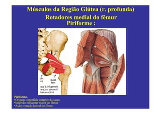 Músculos da Região Glútea (r. profunda)
               Rotadores medial do fêmur
                       Piriforme :




Piriforme.
•Origem: superfície anterior do sacro.
•Inserção: trocanter maior do fêmur
•Ação: rotação lateral do fêmur.
 