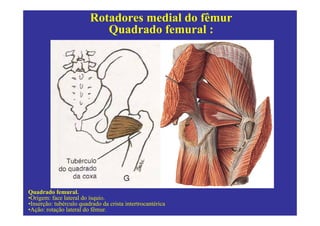 Rotadores medial do fêmur
                            Quadrado femural :




Quadrado femural.
•Origem: face lateral do ísquio.
•Inserção: tubérculo quadrado da crista intertrocantérica
•Ação: rotação lateral do fêmur.
 