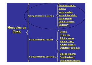 Pessoas maior*;
                                         Ilíaco*;
                                         Vasto medial;
              Compartimento anterior;    Vasto intermédio;
                                         Vasto lateral;
                                         Reto da coxa**;
                                         Sartório**;
Músculos da
  Coxa:                                   Grácil;
                                          Pectíneo;
                                          Adutor longo;
              Compartimento medial;
                                          Adutor curto;
                                          Adutor magno;
                                          Obtutador externo;

                                          Bíceps femora;
              Compartimento posterior.    Semitendíneo;
                                          Semimembranáceo;
 