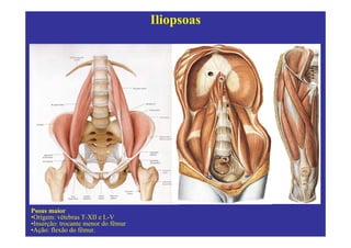 Iliopsoas




Psoas maior
•Origem: vétebras T-XII e L-V
•Inserção: trocante menor do fêmur
•Ação: flexão do fêmur.
 