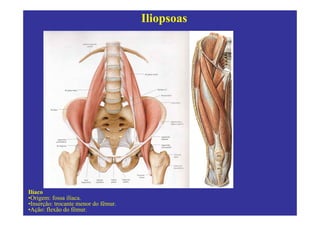 Iliopsoas




Ilíaco
•Origem: fossa ilíaca.
•Inserção: trocante menor do fêmur.
•Ação: flexão do fêmur.
 