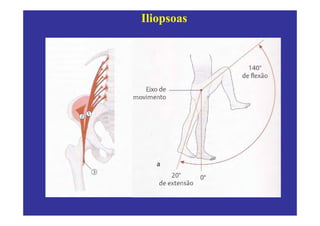 Iliopsoas
 